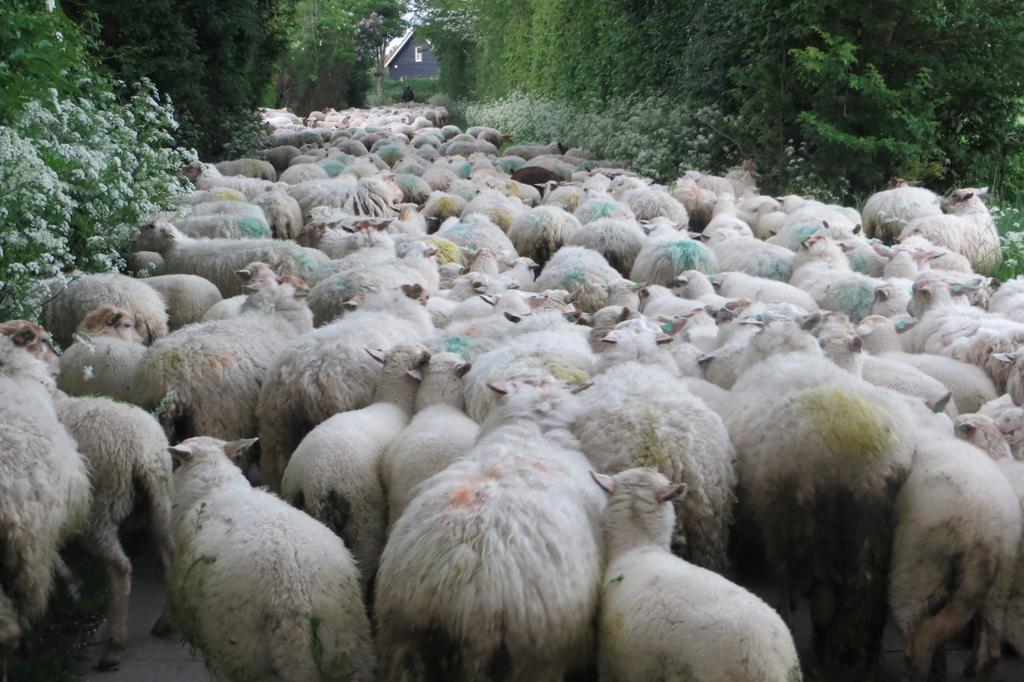 Boerderijcamping Plantlust Veere Δωμάτιο φωτογραφία